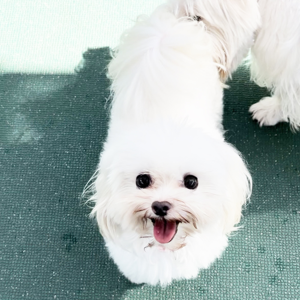 生徒が撮影したモデル犬写真②